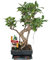 Exotenherz - Bonsai Chinesischer Feigenbaum - Ficus retusa - ca. 6 Jahre
