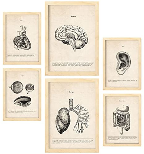 Nacnic Organe Postern. Medizinische Illustrationen im Vintage Stil von Anatomie, Körperteilen, Knochen und Muskeln. Innenarchitektur und Dekoration. A4 & A3 Holzrahmen.