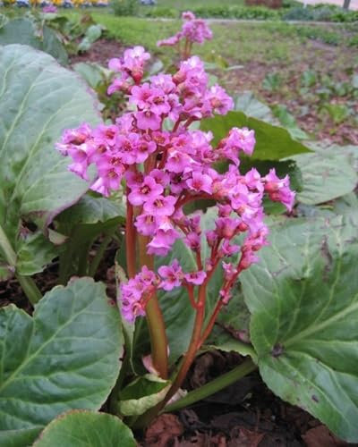 New Fresh 10pcs Pink Bergenia Flower Seeds