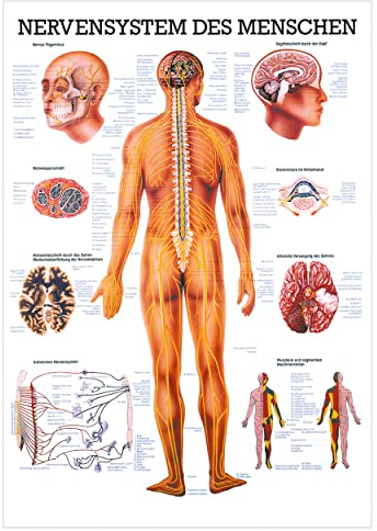 Rüdiger Nervensystem Poster Anatomie 70x50 cm medizinische Lehrmittel