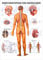 Rüdiger Nervensystem Poster Anatomie 70x50 cm medizinische Lehrmittel