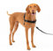 Premier Easy Walk Hundegeschirr, Schwarz-Beige, Größe M