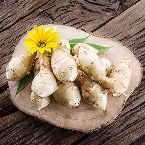 30Stück topinambur samen topf pflanze winterharte pflanzen für garten balkonpflanzen seeds kräuter küche alte gemüsesorten wanddeko pflanzen kräuter saatgut bohnenkraut luftreinigende zimmerpflanzen
