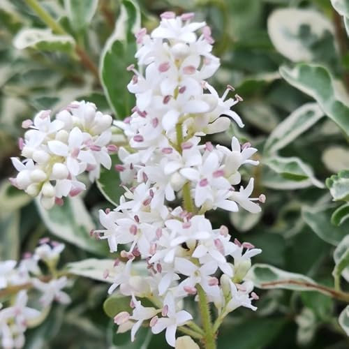150 pz Semi di siepe di ligustro - Ligustrum lucidum - regali per gli amanti del giardino Ligustrum lucido aiuole rialzate per giardino, piante da balcone Semi di copertura del terreno