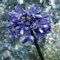 Agapanthus africanus, Liebesblume, 10 frische Samen BLAU