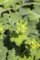 Alchemilla mollis 'Thriller' ca. 9x9 cm Topf - Frauenmantel, gelbgrüne Blüten, Blütezeit Juni-August, ideal für Rabatten, pflegeleicht und robust