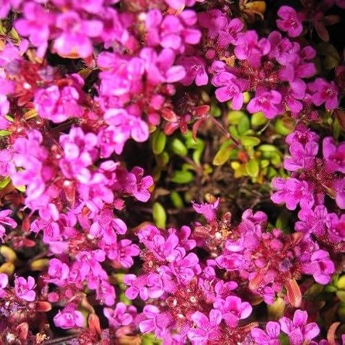 6x Thymian Purpurteppich - Thymus praecox ‘Purple Beauty’ - Topf 9x9cm