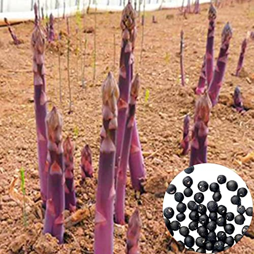 10 Pz Semi di Asparagi In Rapida Crescita Alto Tasso di Sopravvivenza Facile Germinazione Prolifico Radici di Asparagi Viola Semi di Ortaggi Semi