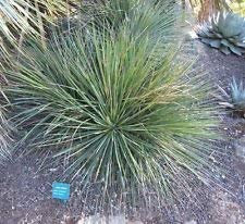 Agave Striata VAR Striata 15 SEMI