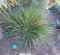Agave Striata VAR Striata 15 SEMI