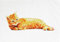 Half a Donkey The Big Ginger Cat - Large Cotton Tea Towel