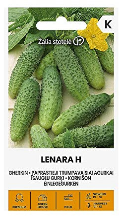 Zalia stotele | EINLEGEGURKEN LENARA H samen| Gemüsesamen | Pflanze samen | Gurkensamen | Gardensamen | 1 Pack