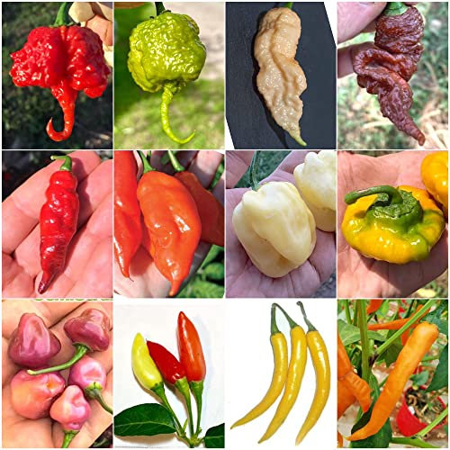 120 Graines des 12 Piments Chili les plus Forts du Monde, Collection SUPER HOT + Guide : CAROLINA REAPER, JAY GHOST, APOCALYPSE, NAGA MORICH, BHUT JOLOKIA, HABANERO, PIMENTA, CALABRESE, ROXA, CAYENNE.