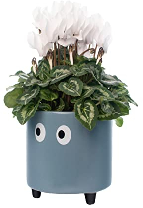 Fisura - Originale vaso da fiori con design a occhio. Vasi da giardino moderno decorativo. Vaso a gambe per cactus. Vaso in ceramica per fiori e piante grasse. 13 x 12,5 cm. (Blu)
