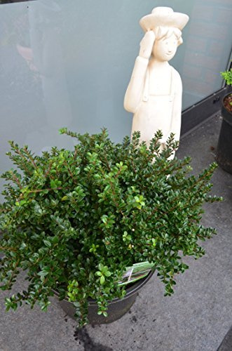 Plantenwelt Wiesmoor Ilex crenata Edens Paradise, 25–30 cm, 5 L Topf | immergrün; strauchförmig; Buchsbaumalternative, niedrige Hecke oder Formschnitt