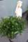 !NEUHEIT! japanische Hülse Ilex crenata Edens Paradise 25-30 cm im 5 Liter Pflanzcontainer