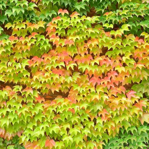 200 piezas Semillas de hiedra de Boston, plantar semillas, plantas de jardín Las plantas en macetas son resistentes, plantas para exterior. Semillas de pradera de flores, plantas