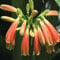 Clivia Nobilis Lindl Zimmerpflanzen, 10 Stück