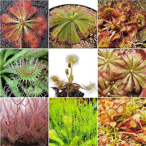 50 pcs sonnentau fleischfressende pflanze samen - kräutergarten küche seed büropflanzen,Drosera capensis, gewächshaus balkon kübelpflanzen winterhart mehrjährig balkon deko zimmerbonsai