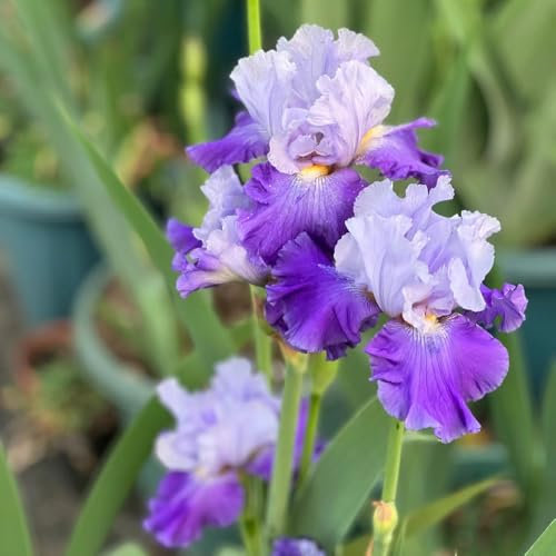 10 Pcs Schwertlilien Zwiebeln Winterhart Mehrjährig - Blumenzwiebeln Mehrjährig Winterhart, Frühlingsblumen Iris Pflanzen Knollen Kaufen, Blumenzwiebeln Frühblüher, Wildblumen Balkonblumen