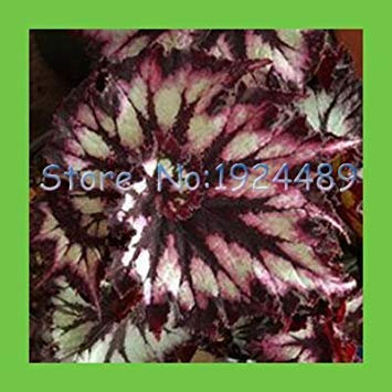 30 STÜCKE einzigartige rot + grün + schwarz mischfarbe spirale Begonie laub landschaft bonsai topf zierpflanzen Coleus samen