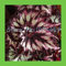 30 STÜCKE einzigartige rot + grün + schwarz mischfarbe spirale Begonie laub landschaft bonsai topf zierpflanzen Coleus samen