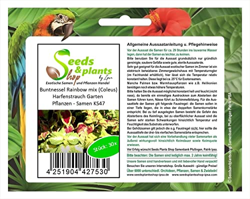 Stk - 30x Buntnessel Rainbow mix (Coleus) Harfenstrauch Garten Pflanzen - Samen KS47 - Seeds & Plants Shop by Ipsa