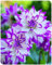 Dahlien Zwiebeln,Dahlien Knollen GroßBlumig,Winterhart Mix Dahlienknollen,Dahlien Zwiebeln Winterhart Dahlien Zwiebeln,Dahlien Knollen Winterhart,Winterhart MehrjäHrig-2knollen-b