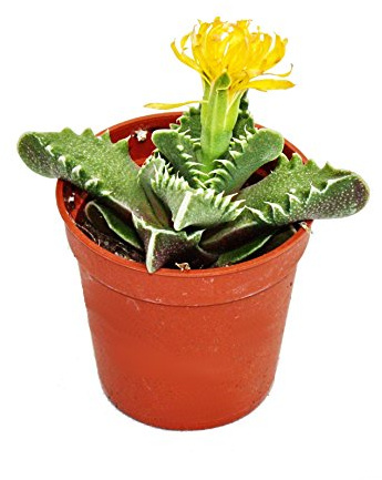 Faucaria tigrina Tigerrachen 8,5cm Topf