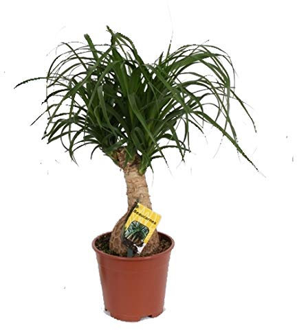 Elefantenfuß, (Beaucarnea recurvata), pflegeleichte Zimmerpflanze (12cm Topf, ca. 40cm hoch)