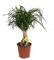 Elefantenfuß, (Beaucarnea recurvata), pflegeleichte Zimmerpflanze (12cm Topf, ca. 40cm hoch)