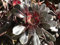 Aeonium Arboreum 'Zwartkop' Succulentrose E-Root 2 to 4 Inch Plant