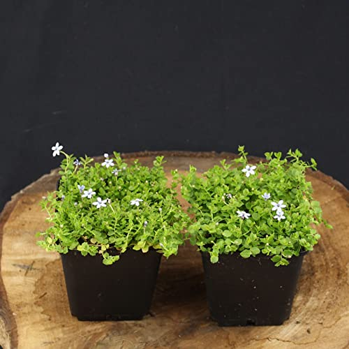80 Stück Isotoma fluviatilis von Intragarten blauer Bubikopf Bodendecker im Topf