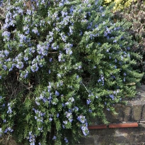 Plant Theory Prostratus Group Rosemary Rosmarinus Officinalis Shrub Plant 2L Pot