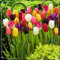 Tulpen Zwiebeln Bunte Tulpenzwiebeln Winterhart Gartendekoration