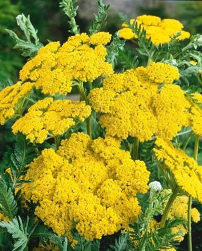 Achillea filipendulina 'Helios' ca. 9x9 cm Topf, Schafgarbe, leuchtend gelbe Blüten, Blütezeit Juni-August, ideal für sonnige Beete, trockenheitsresistent, pflegeleicht