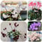 semi di ciclamino da esterno - ciclamino - fiore primaverile, semi di fiori selvatici piante resistenti per il giardino fiori da giardino, erbe aromatiche piante resistenti in vaso 40pcs