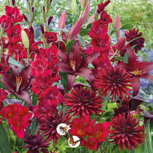 Bulbi da Fiore | Bulbi provenienti dai migliori produttori Olandesi | Esclusiva selezione e controllo qualità | Fioritura garantita. (15 Bulbi RESPECT NATURE RED VELVET Gladioli Dalie Fresie & Gigli)