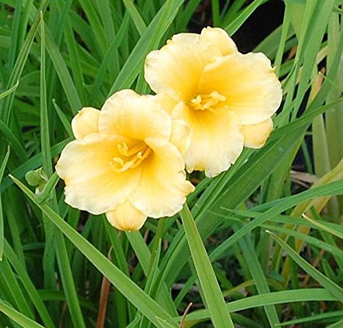 Taglilie Mini Stella - großer Topf - Hemerocallis