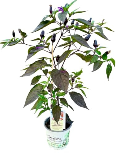 Schwarzer Kubaner - Chili Pflanze aus der Gärtnerei Enseleit