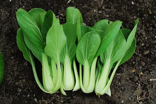 Kinesisk senapskål – Pak Choy 50+ frön – Krispig och utsökt! B 028