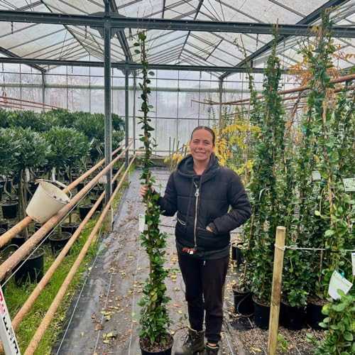 Large Star Jasmine Climbing Plant 2/3 Metres. Trachelospermum Jasminoides 12 Litre Pot