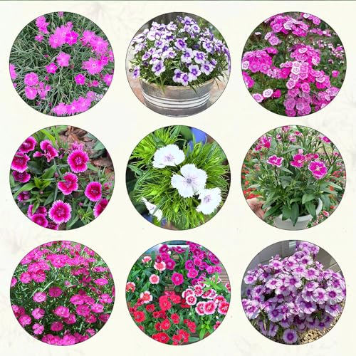 300 pcs Dianthus pflanzen samen winterharte pflanzen für garten balkonpflanzen winterhart zimmerbonsai bonsai kräutergarten geschenk bienenweide nachhaltige produkte blumendeko blumen
