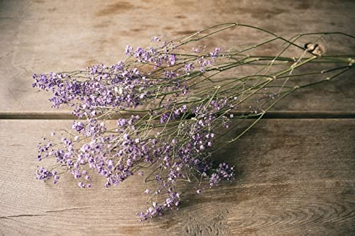 NaDeco Schleierkraut, getrocknet, im Bund, Länge ca. 50-60cm, in Natur und Gefärbt Gypsophila paniculata Gipskraut Trockenblumen Naturdeko Trockendeko für Vasen Pampasgras Deko, Farbe:Lila