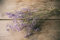 NaDeco Schleierkraut, getrocknet, im Bund, Länge ca. 50-60cm, in Natur und Gefärbt Gypsophila paniculata Gipskraut Trockenblumen Naturdeko Trockendeko für Vasen Pampasgras Deko, Farbe:Lila