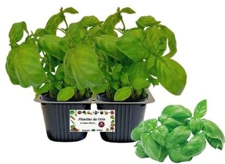P. Piantine da Orto | Basilico, pack da 2 piante, Pianta Pronta per il Trapianto, Pianta Vera da Orto, da Balcone, e da Esterno, Vivaio Italiano