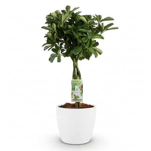 Green boutiQ - Zimmerpflanze - Strahlenaralie - Schefflera Nora - Grün - Pflegeleicht - 1 Pflanze - mit Potter Weiß - Topf 21cm - Höhe 70-80cm