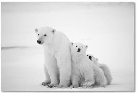 Postereck - 0202 - Eisbären Familie, Arktis Bär Tiere Nordpol Natur - Wandposter Fotoposter Bilder Wandbild Wandbilder - Poster - 4:3-61,0 cm x 45,5 cm