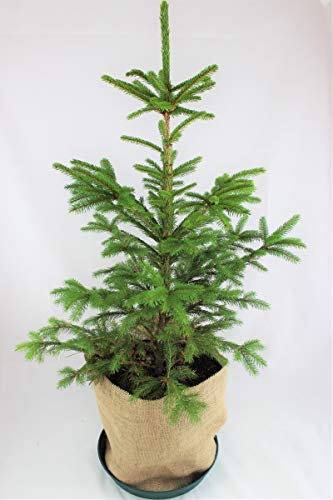 Real, Living Norway Spruce Christmas Tree 3-4ft (90-120cm) (Tree, Pot Saucer & Hessian Cover)