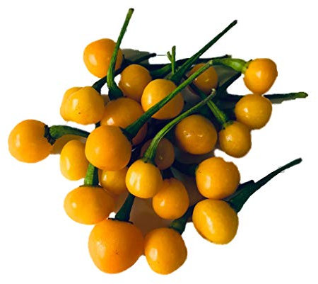 10 Aji Charapita Hot Pepper Samen, C frutescens: Only Seeds